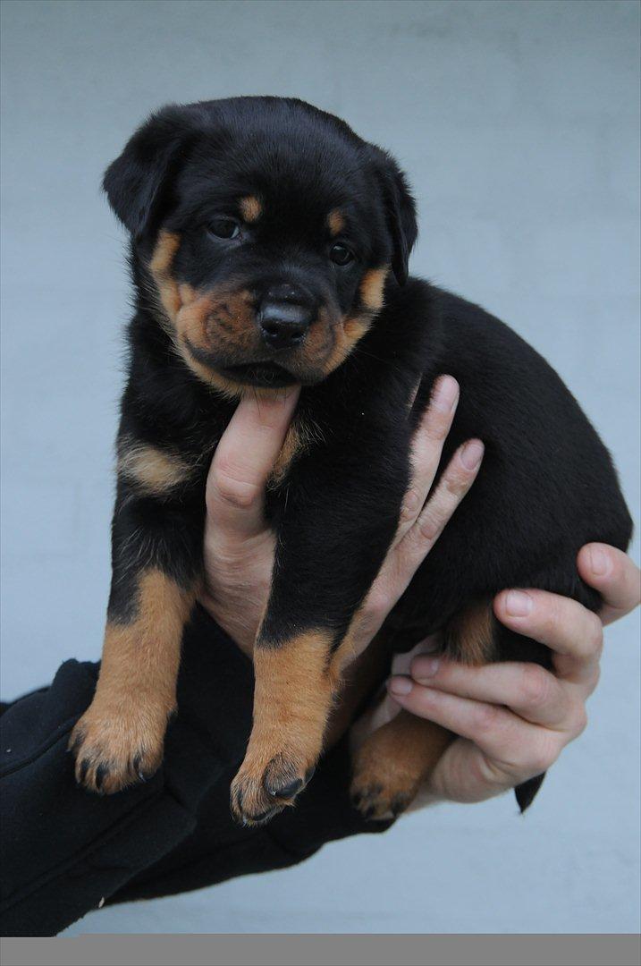 Rottweiler Pascho - 5 uger  billede 8