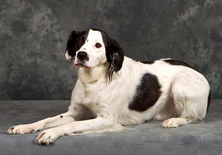 Blanding af racer Chips billede 2