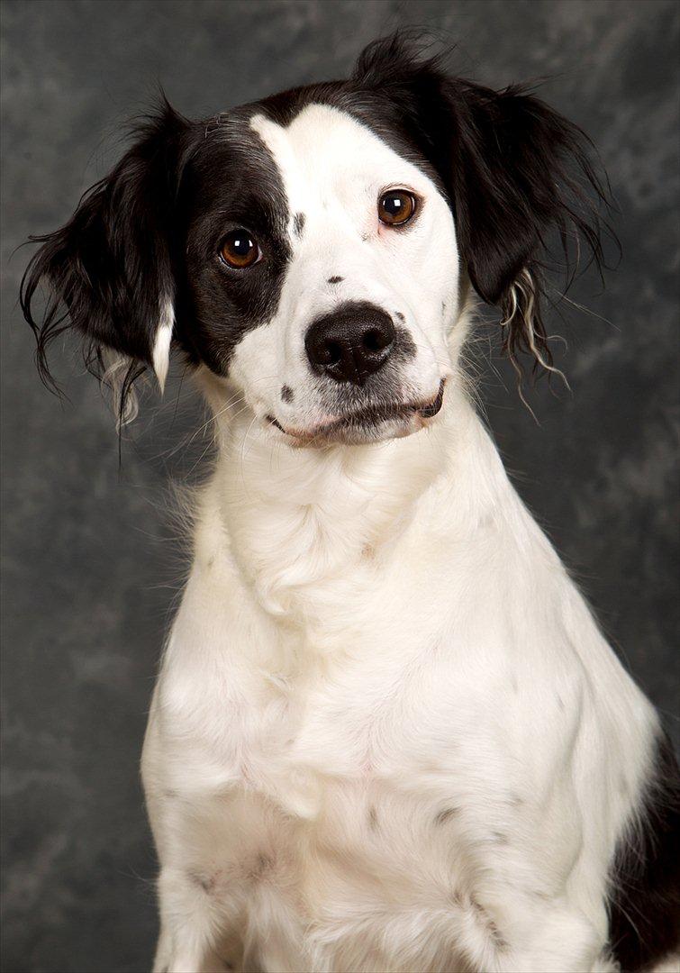 Blanding af racer Chips billede 1