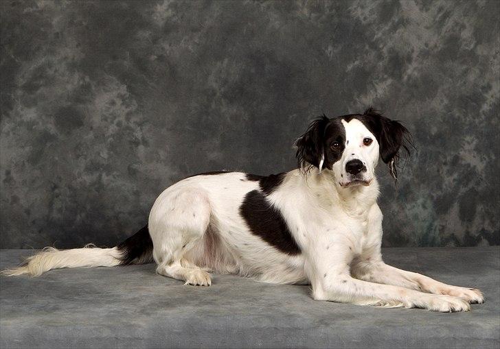 Blanding af racer Chips billede 4