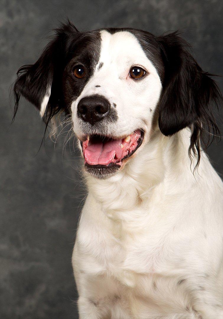 Blanding af racer Chips billede 3