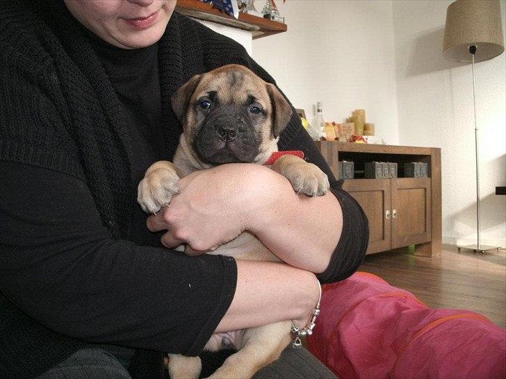Bullmastiff Courtney's Pride Never Say Never * Missy * - 5 uger billede 17