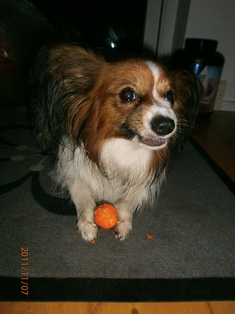 Papillon Gallinas Ninja (Liam) billede 16