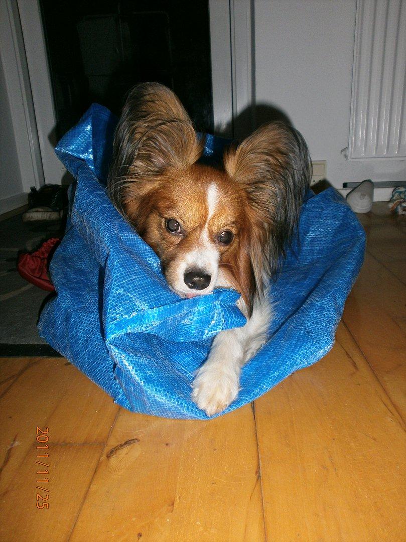 Papillon Gallinas Ninja (Liam) billede 18