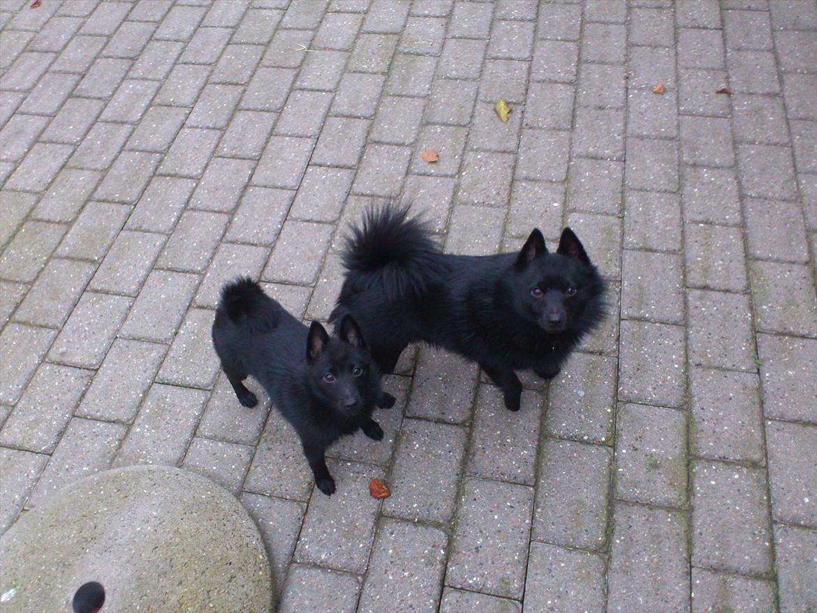 Schipperke Pri-wat Emil (Ludo) - Ludo og hans far <3 5 måneder gammel her på.  billede 10