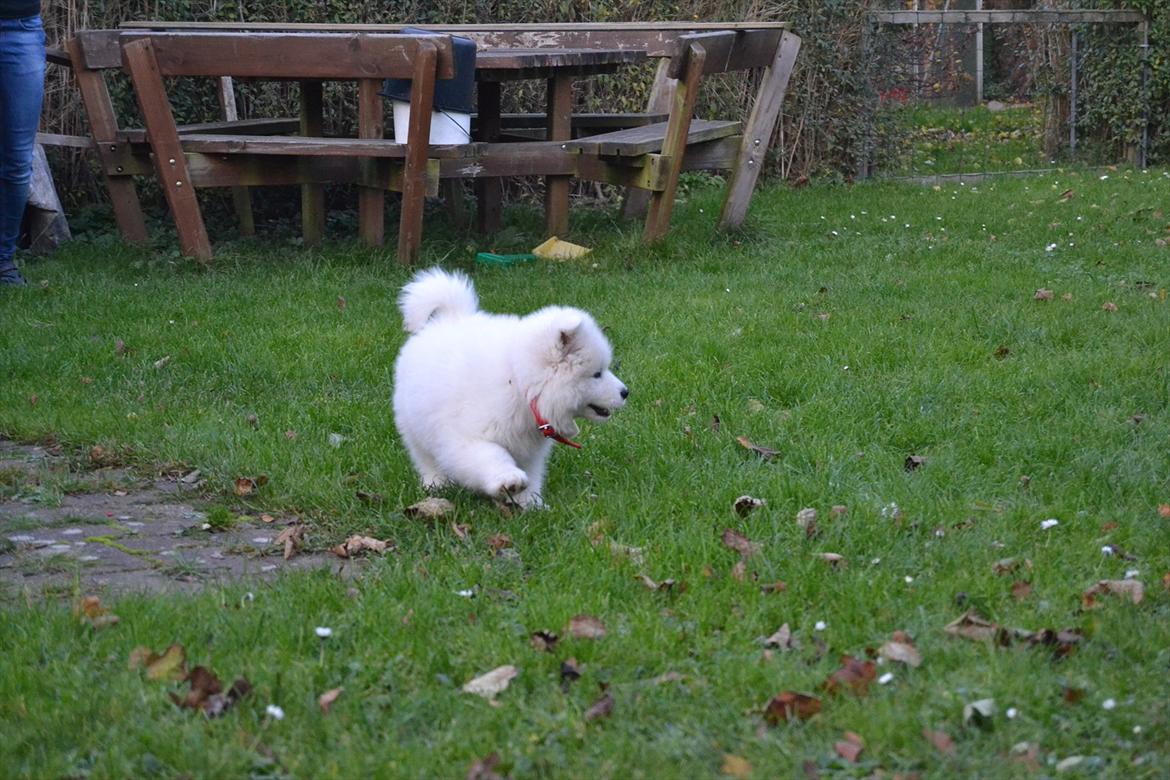 Samojedhund Sally - Sally 9 uger billede 3