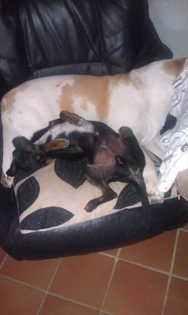 Blanding af racer Kenzo billede 8