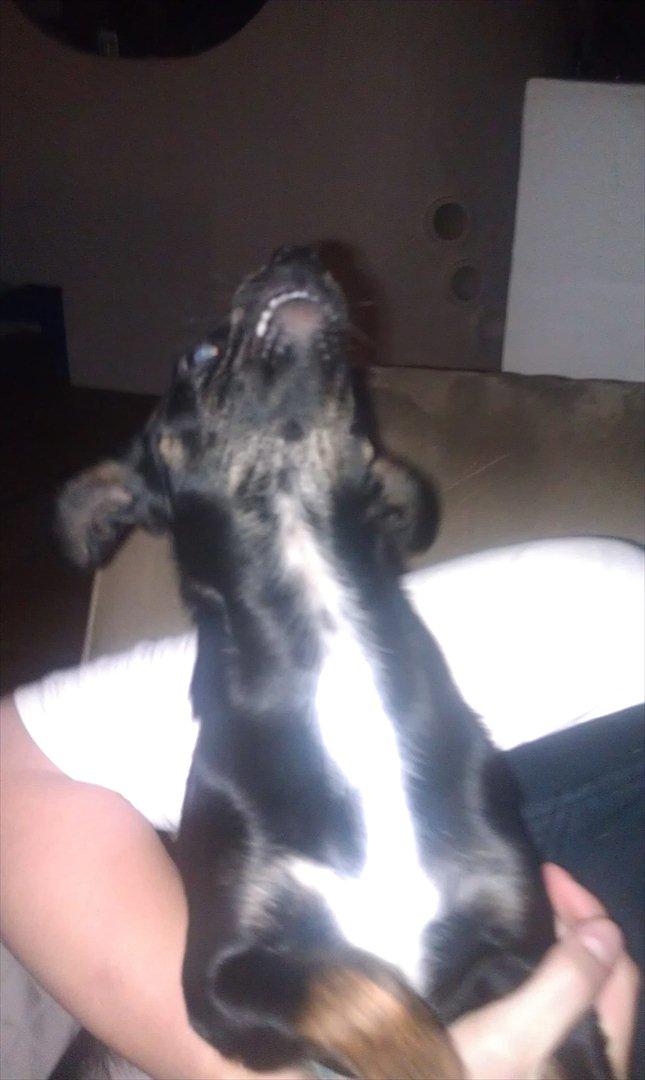 Blanding af racer Kenzo billede 10