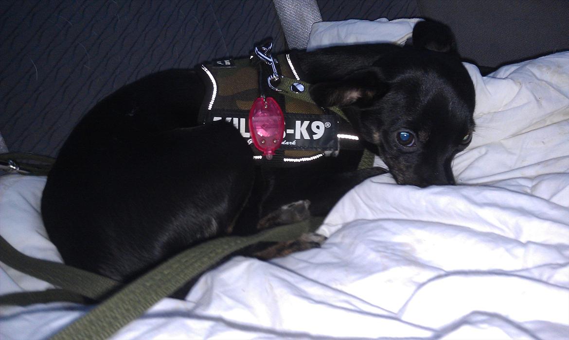 Blanding af racer Kenzo billede 11