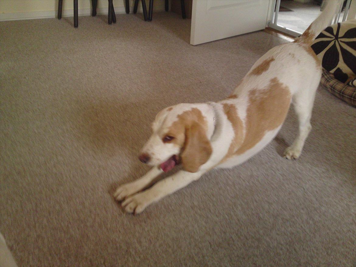 Beagle Sopwith Camel ´s Tyson  billede 17