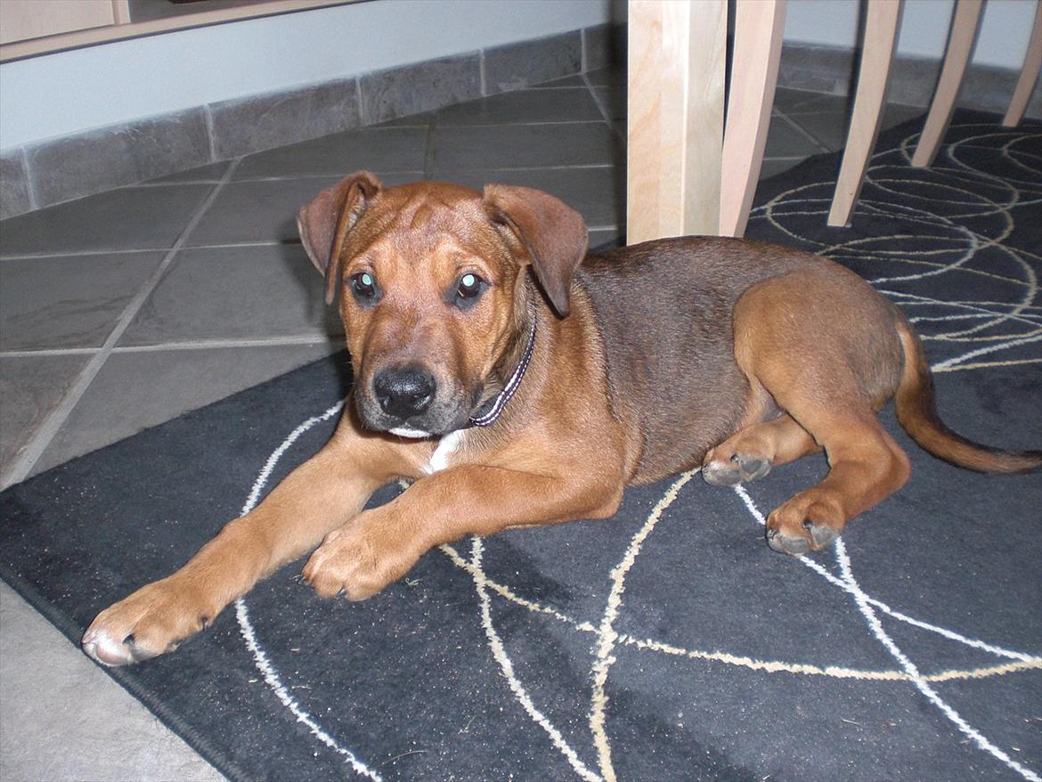 Blanding af racer Rex billede 2