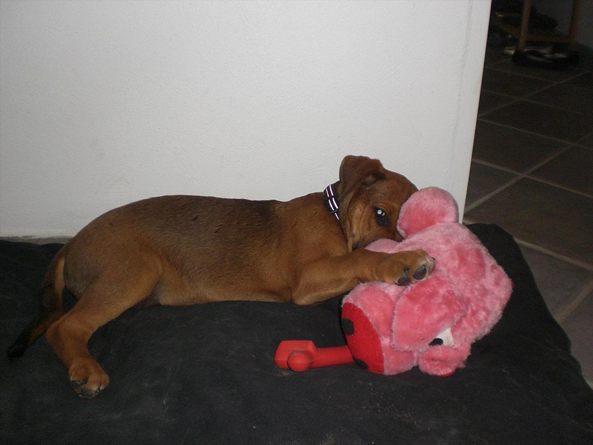 Blanding af racer Rex billede 3