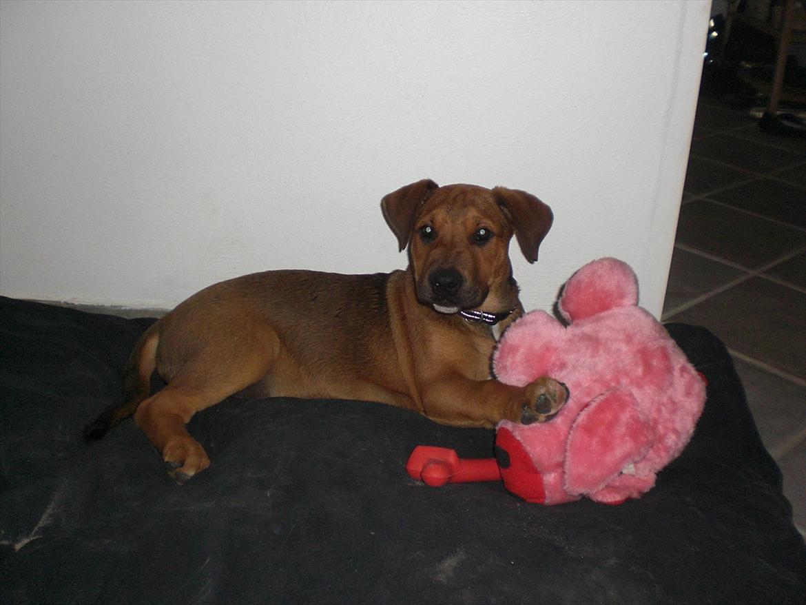 Blanding af racer Rex billede 4