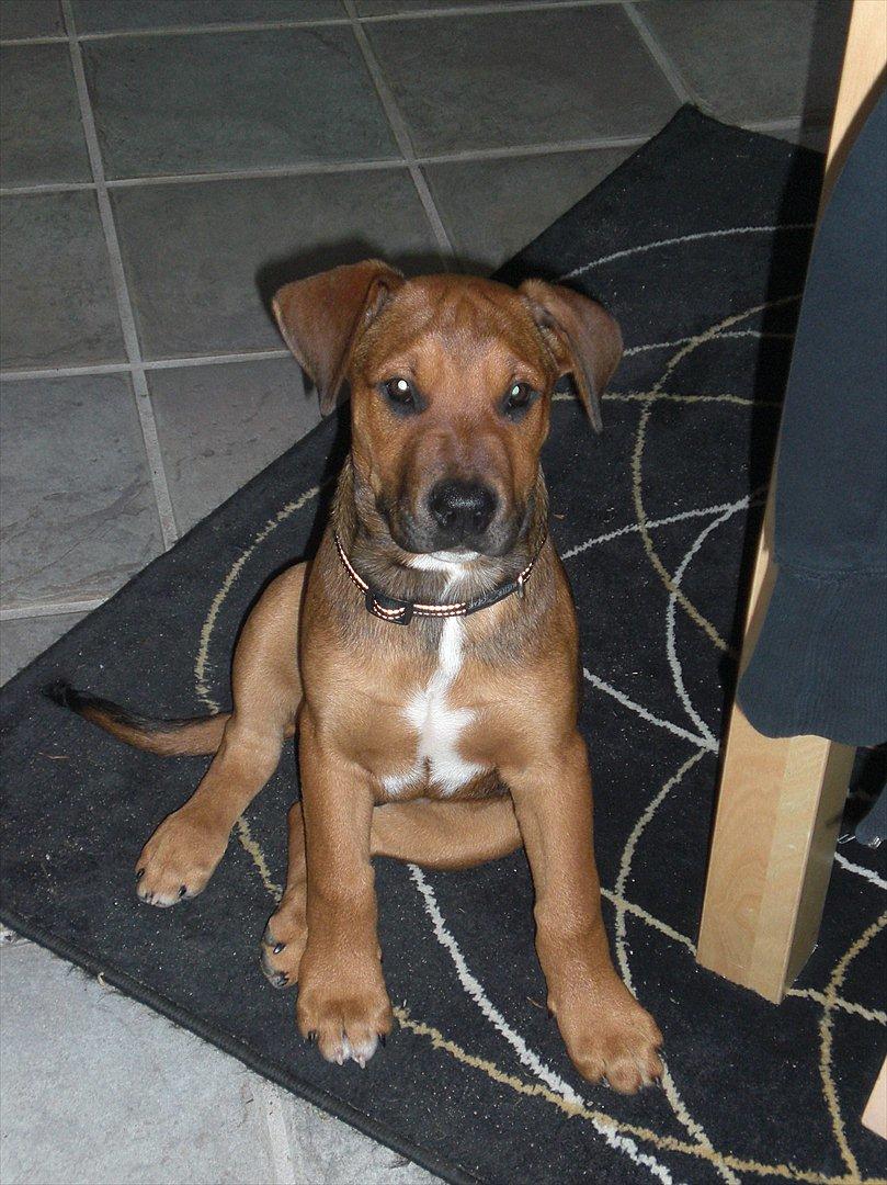 Blanding af racer Rex billede 5