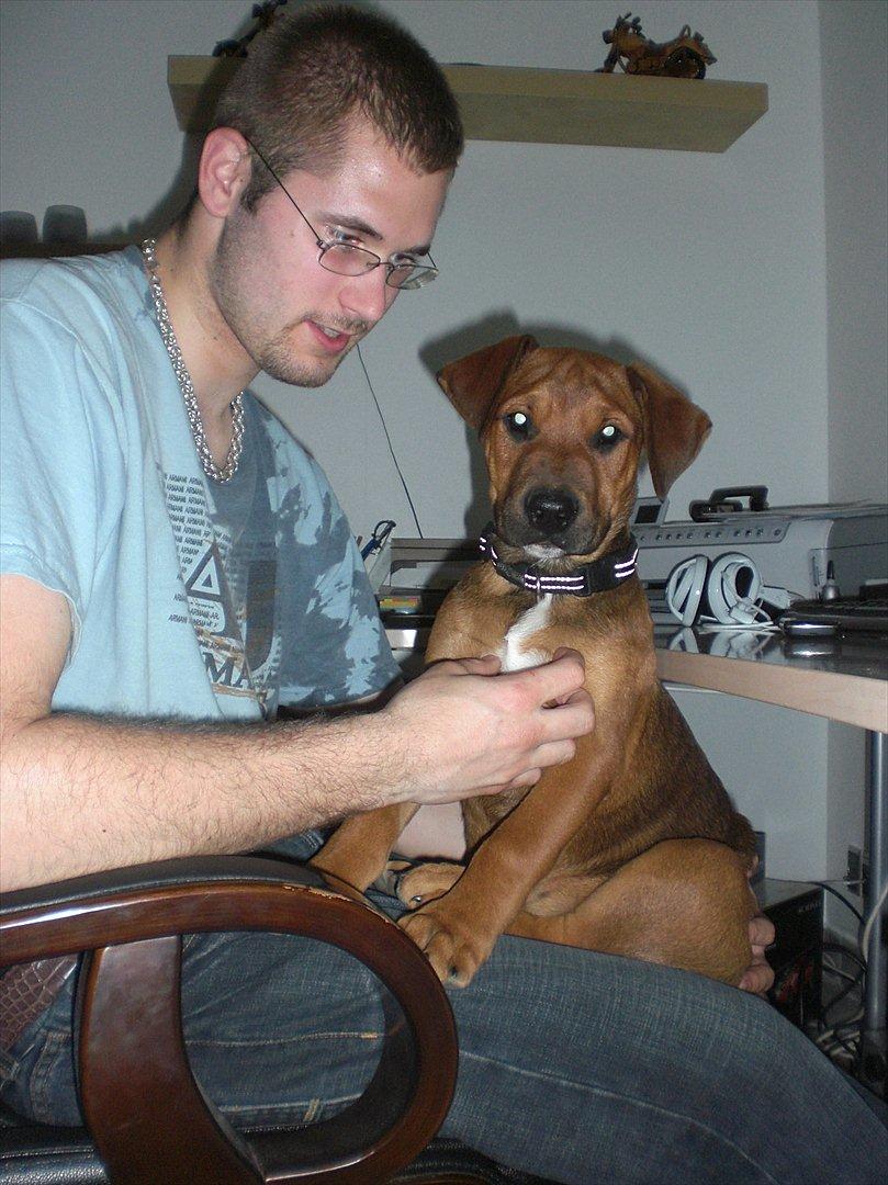 Blanding af racer Rex billede 6