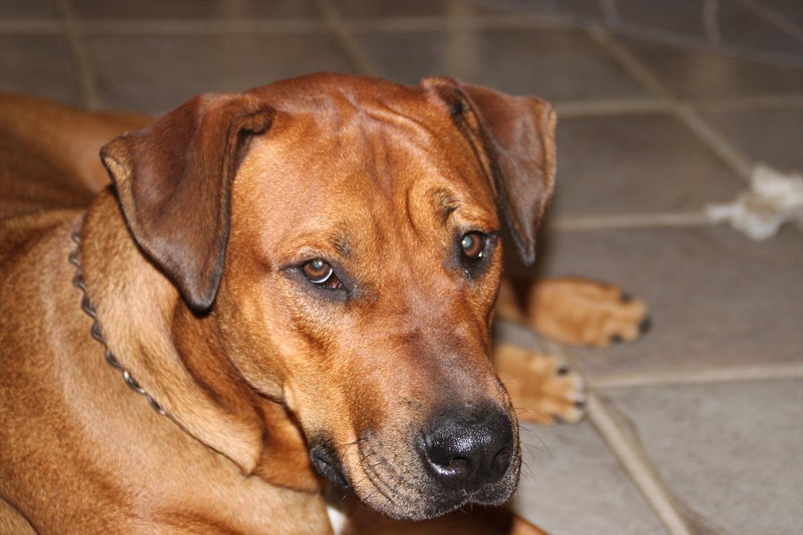 Blanding af racer Rex billede 7