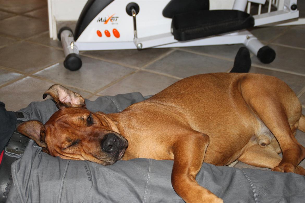 Blanding af racer Rex billede 8