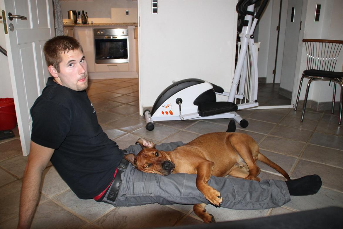 Blanding af racer Rex billede 9