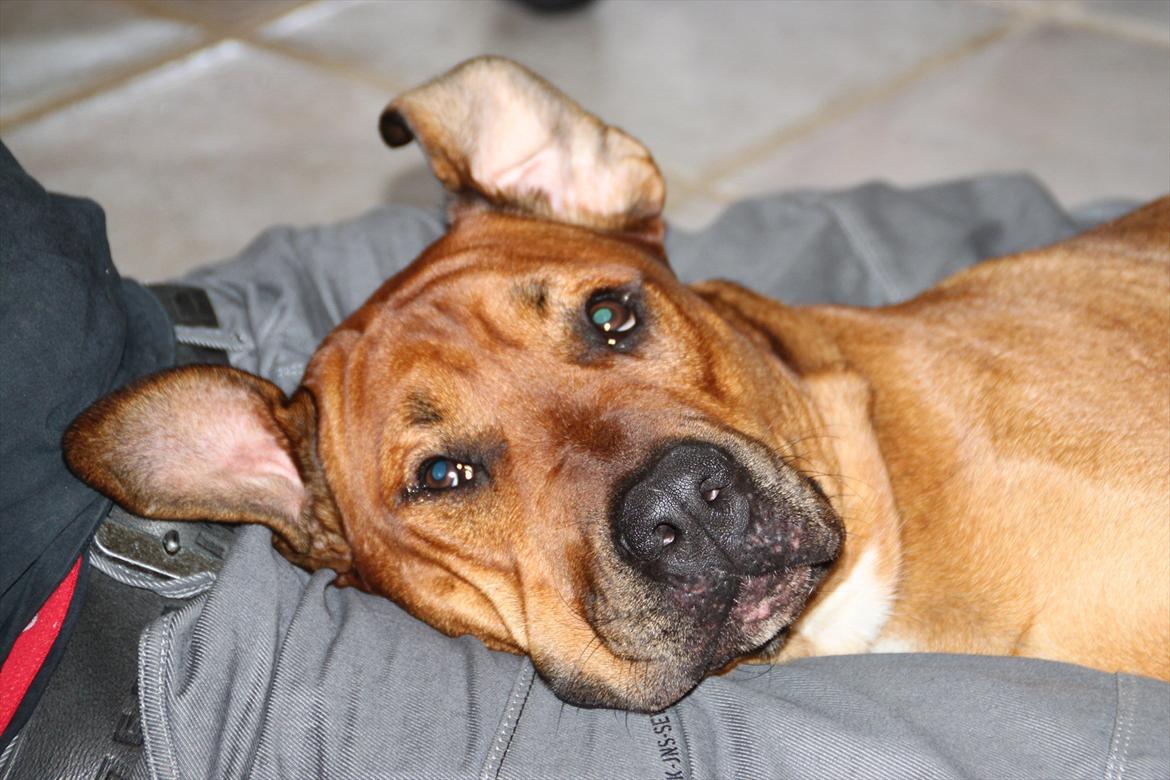 Blanding af racer Rex billede 10