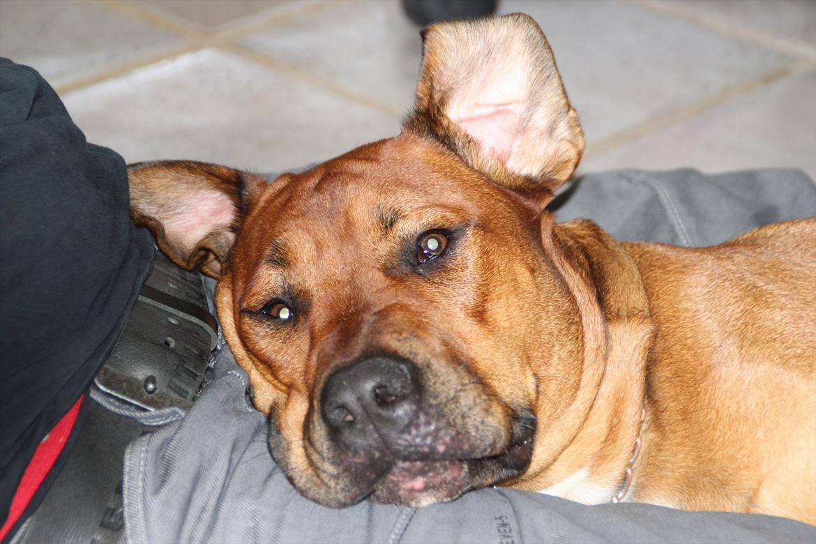 Blanding af racer Rex billede 11