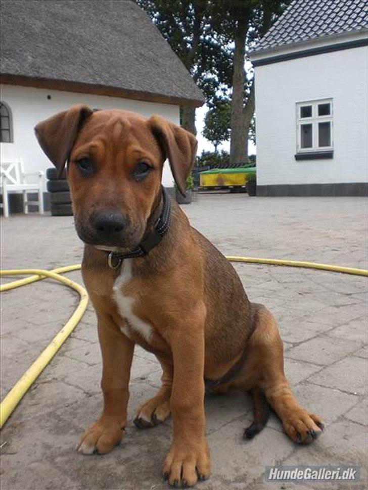 Blanding af racer Rex billede 12