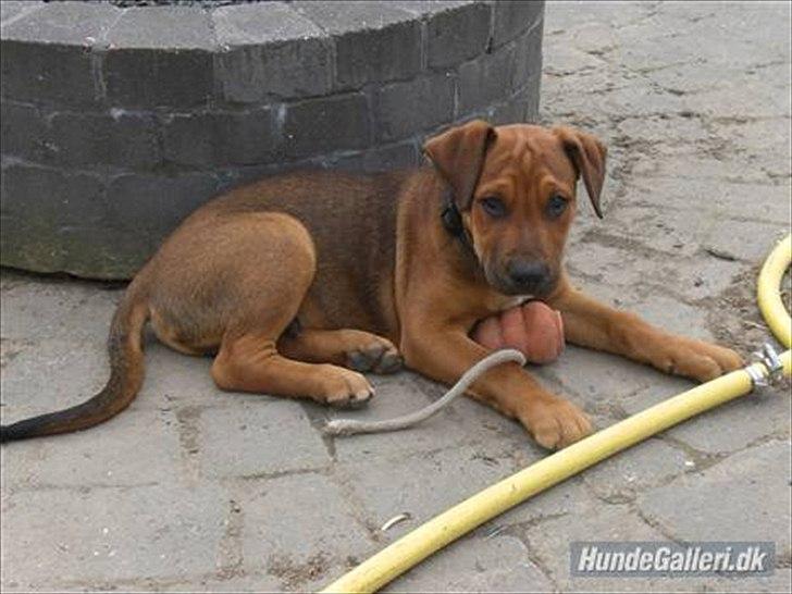 Blanding af racer Rex billede 13