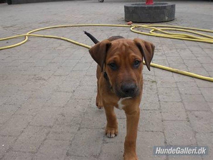 Blanding af racer Rex billede 14