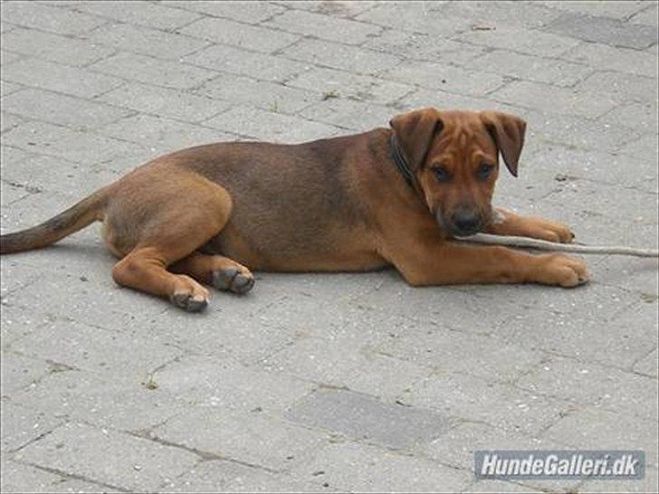 Blanding af racer Rex billede 15