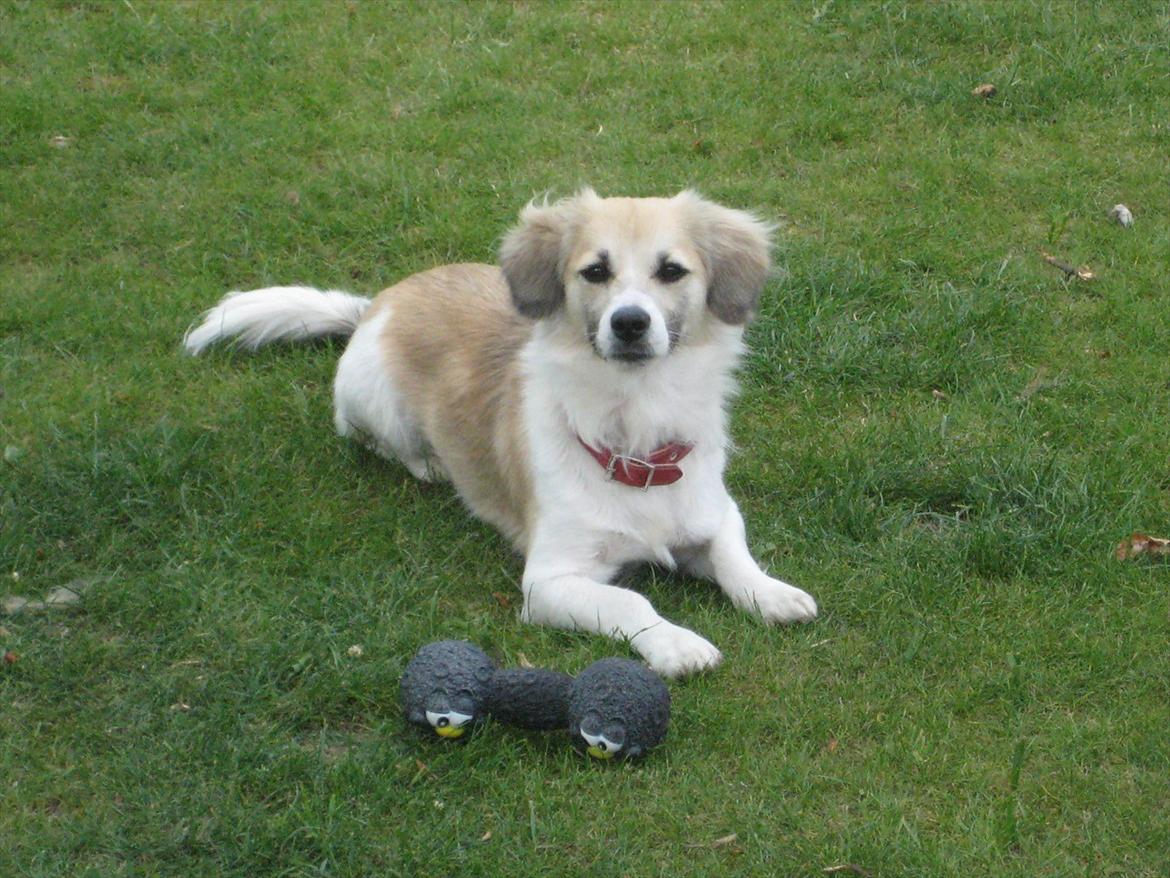 Blanding af racer Ialy billede 1