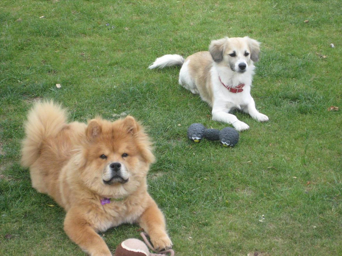 Blanding af racer Ialy billede 2