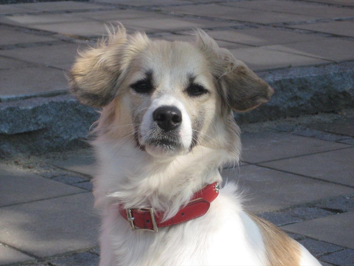 Blanding af racer Ialy billede 3