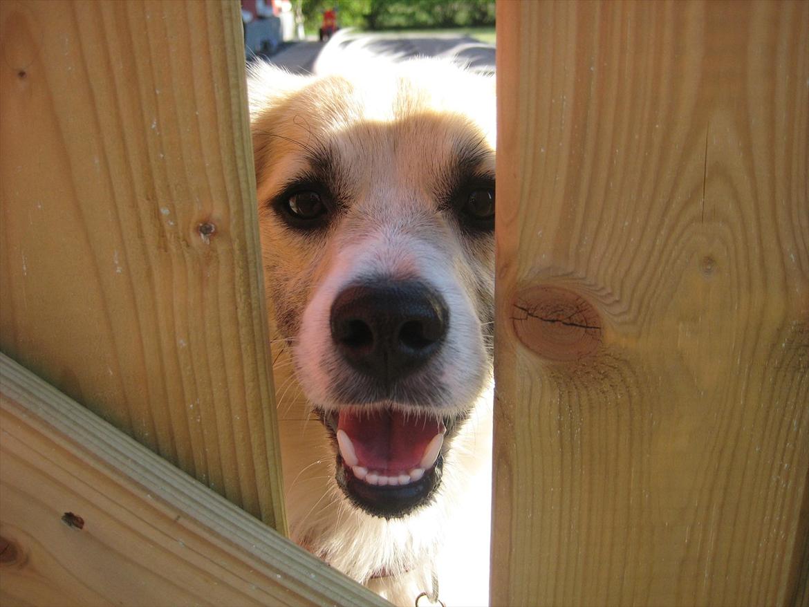 Blanding af racer Ialy billede 4