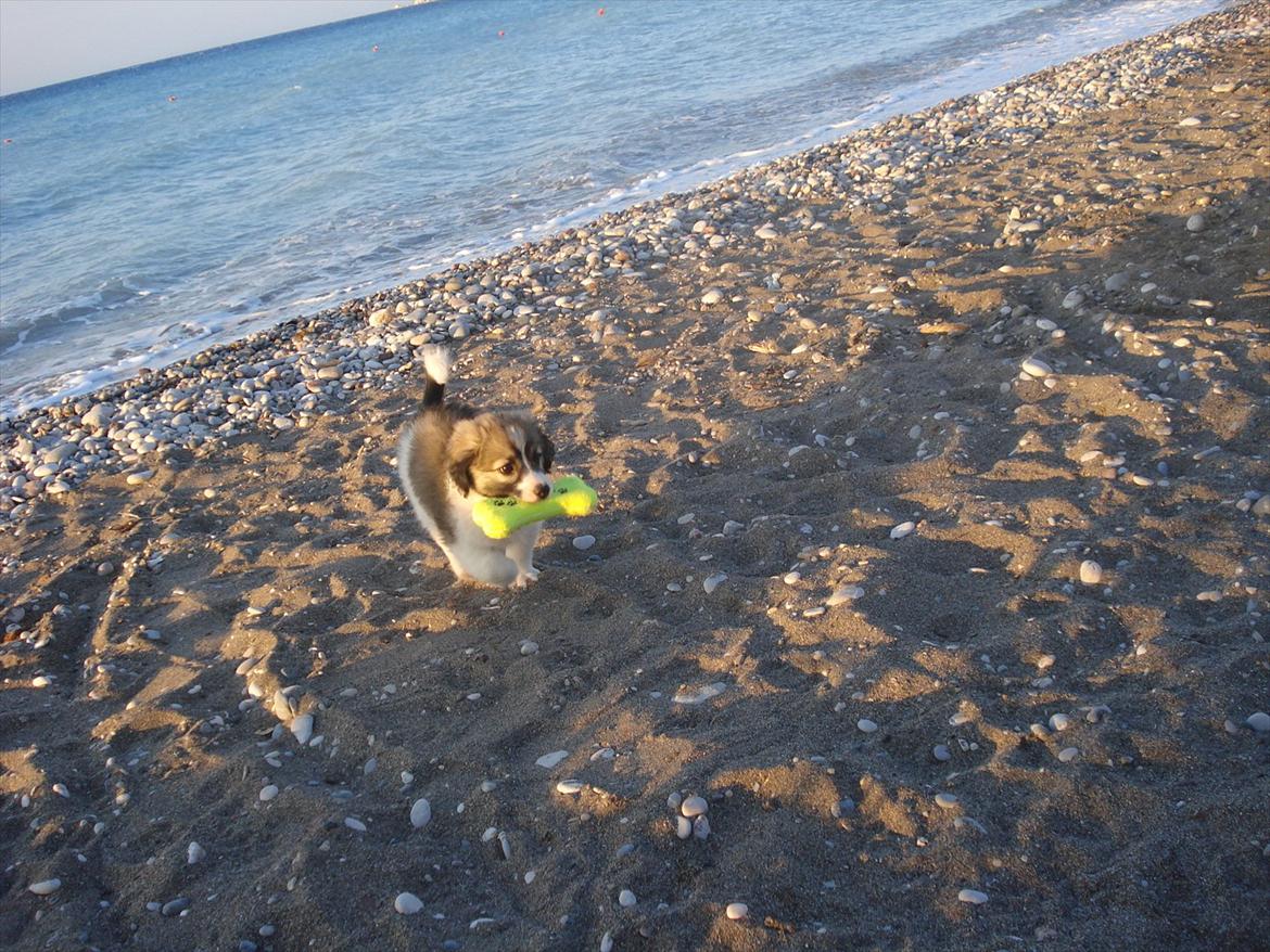 Blanding af racer Ialy billede 5