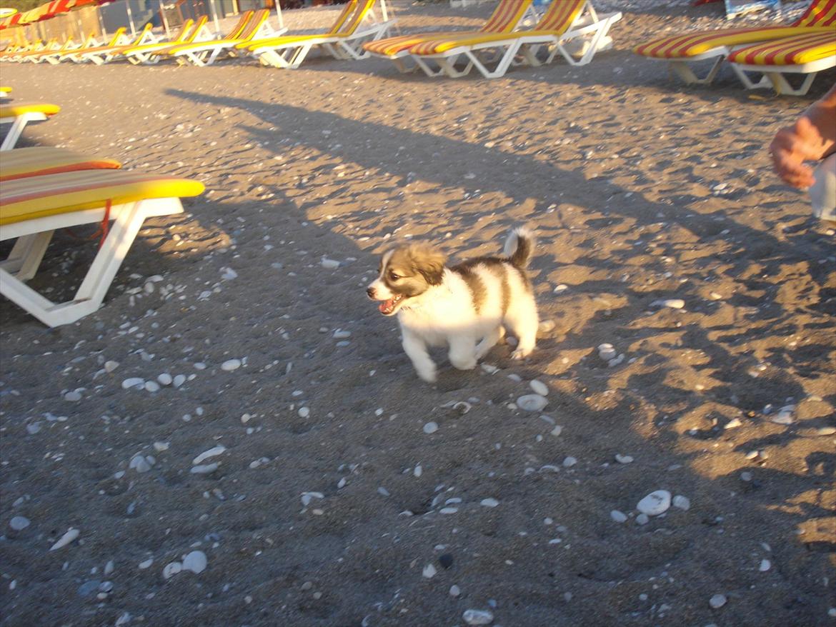 Blanding af racer Ialy billede 6