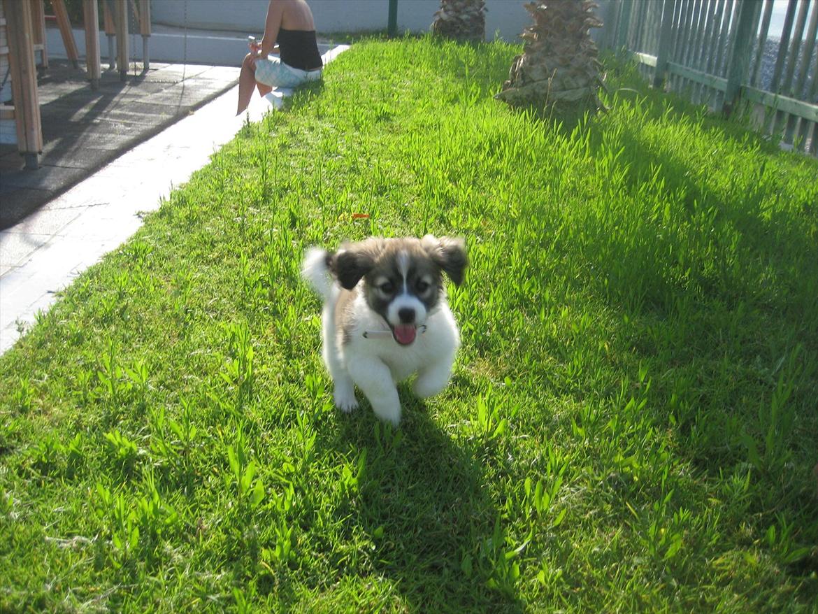 Blanding af racer Ialy billede 7