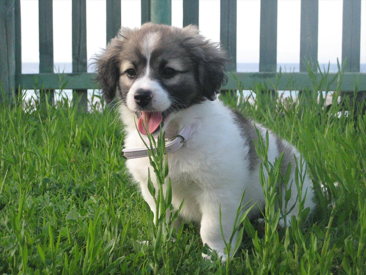 Blanding af racer Ialy billede 8