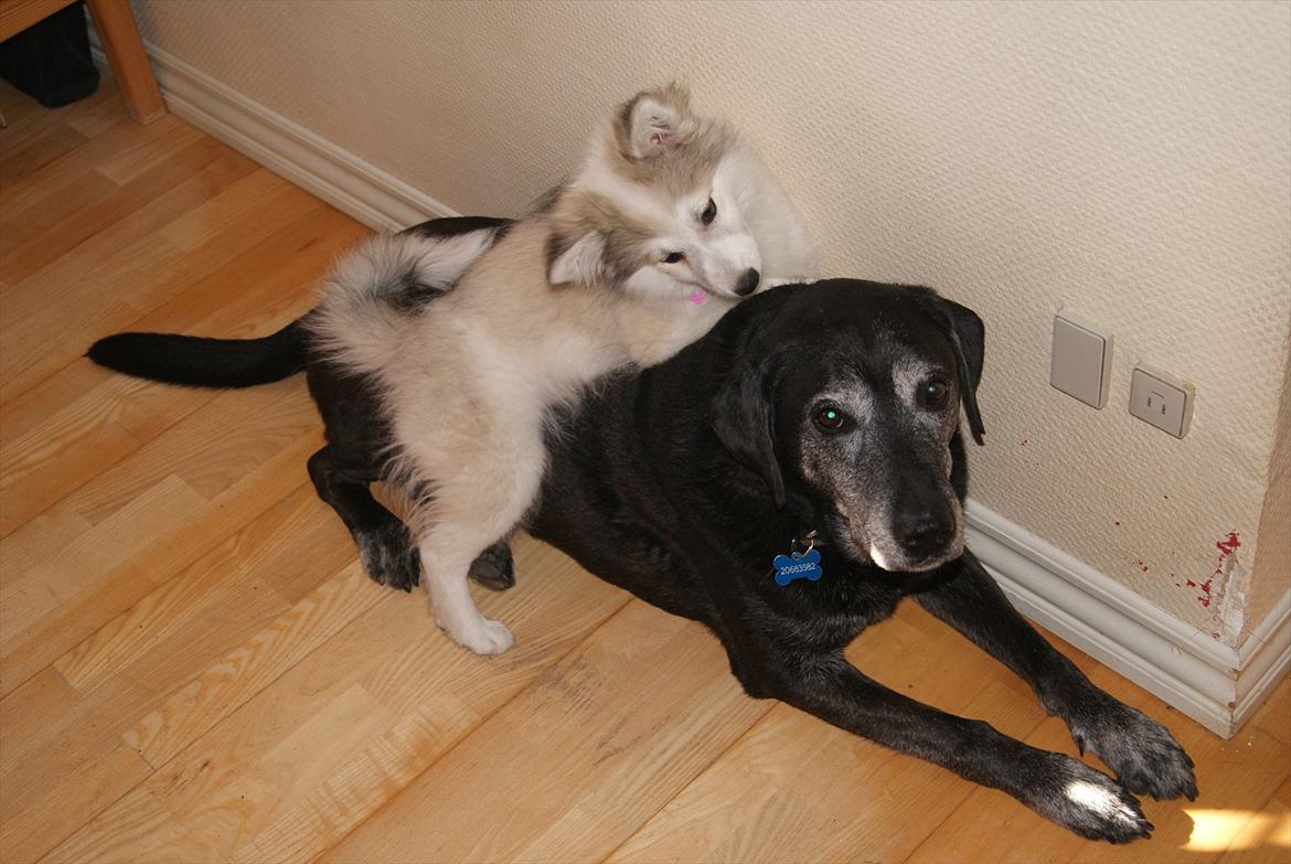 Blanding af racer Malou <3 billede 15