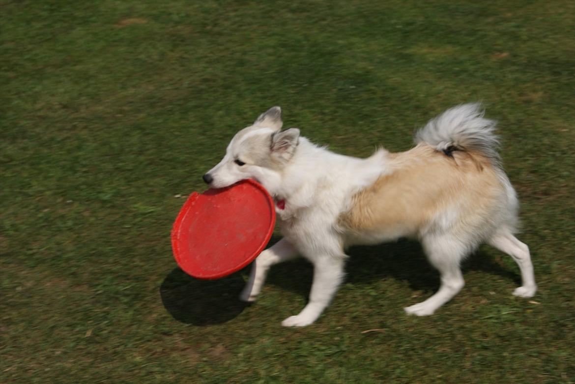 Blanding af racer Malou <3 billede 17