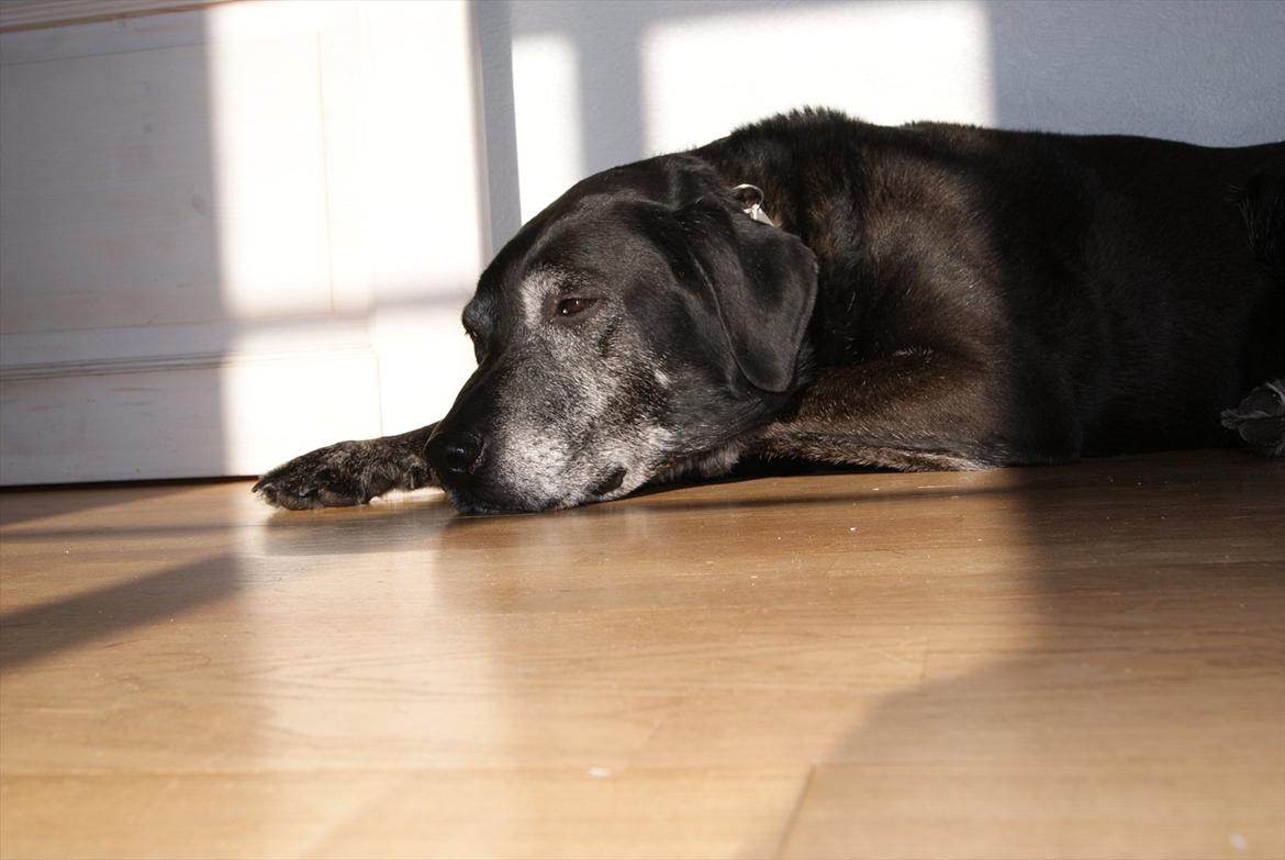 Blanding af racer Basse billede 12