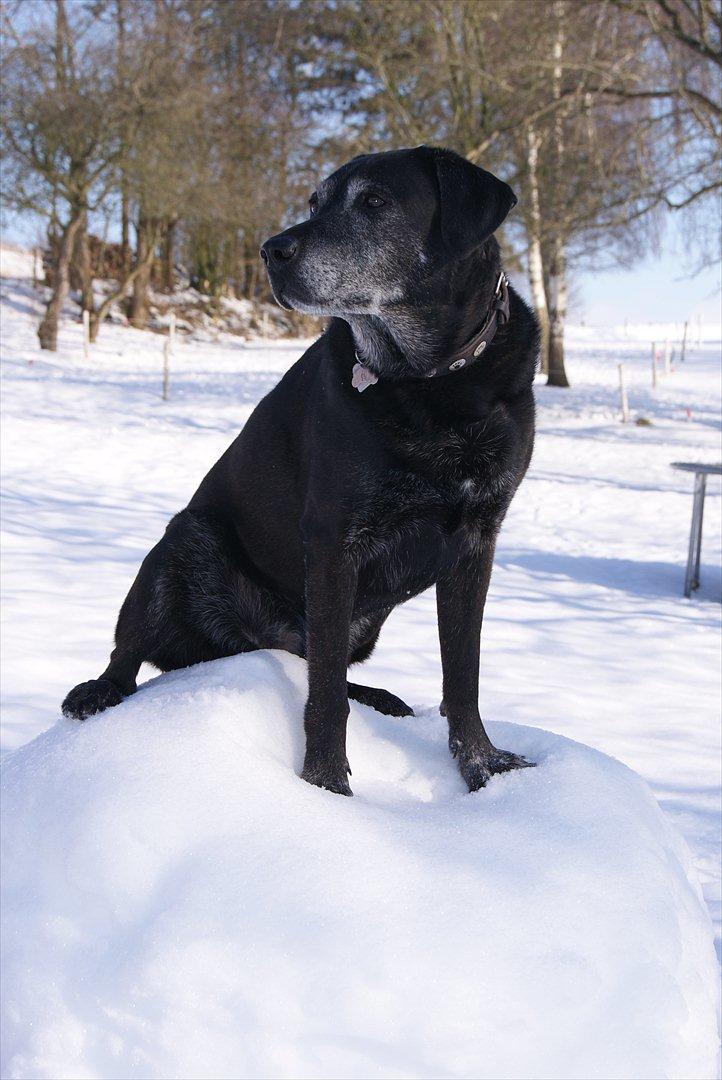 Blanding af racer Basse billede 13