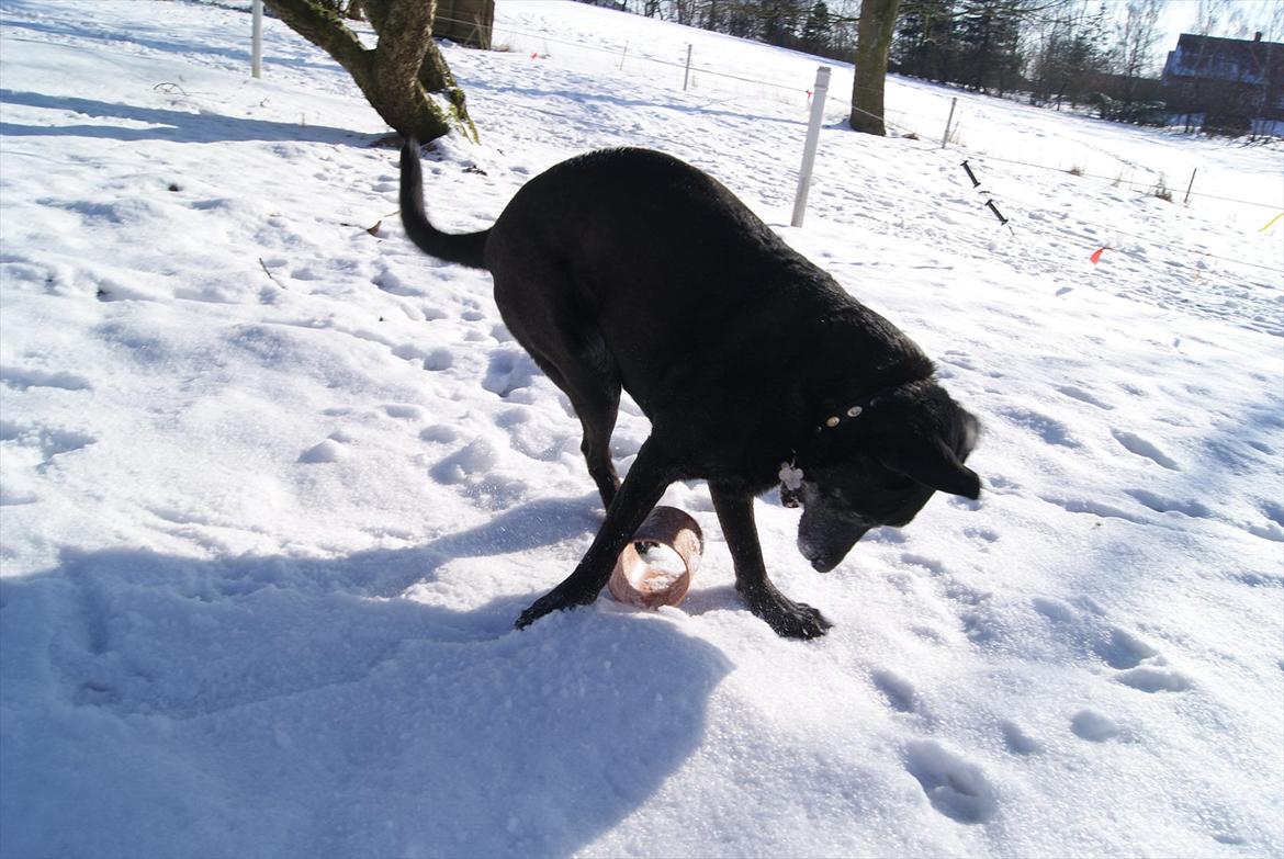 Blanding af racer Basse billede 14