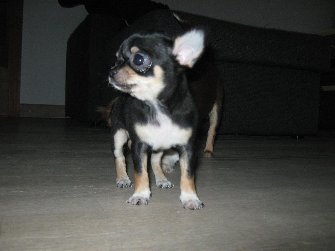 Chihuahua High Fly Liva Stardust billede 2