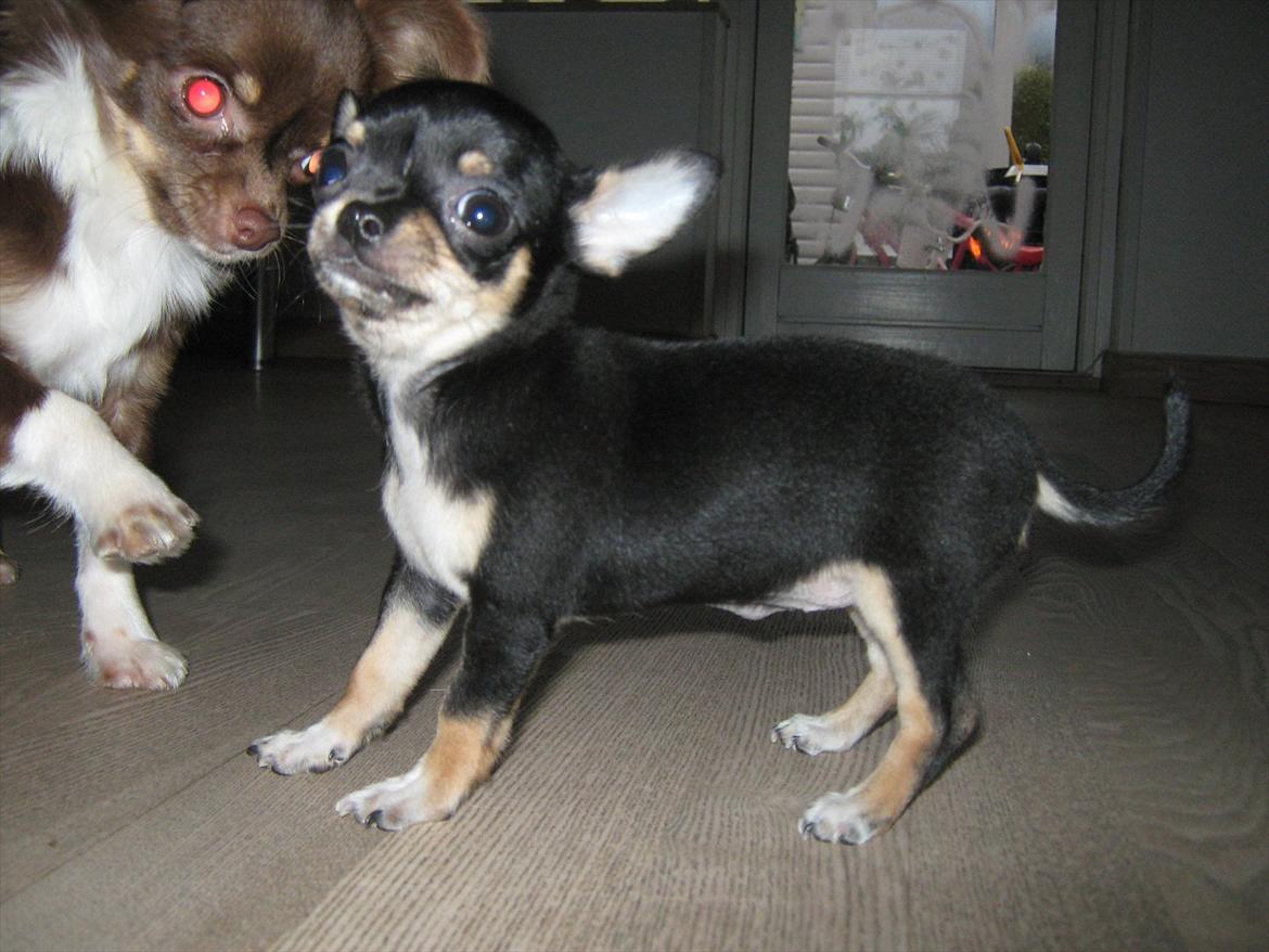 Chihuahua High Fly Liva Stardust billede 3