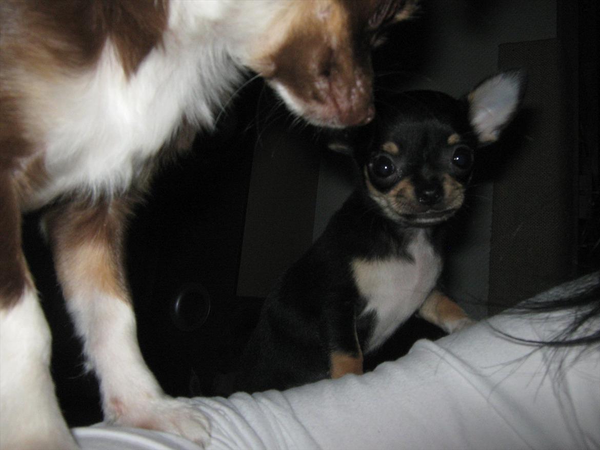 Chihuahua High Fly Liva Stardust billede 4