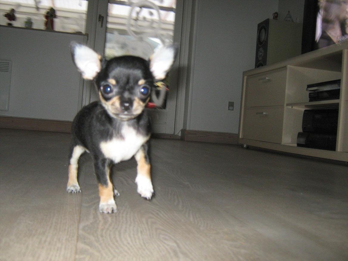 Chihuahua High Fly Liva Stardust billede 5