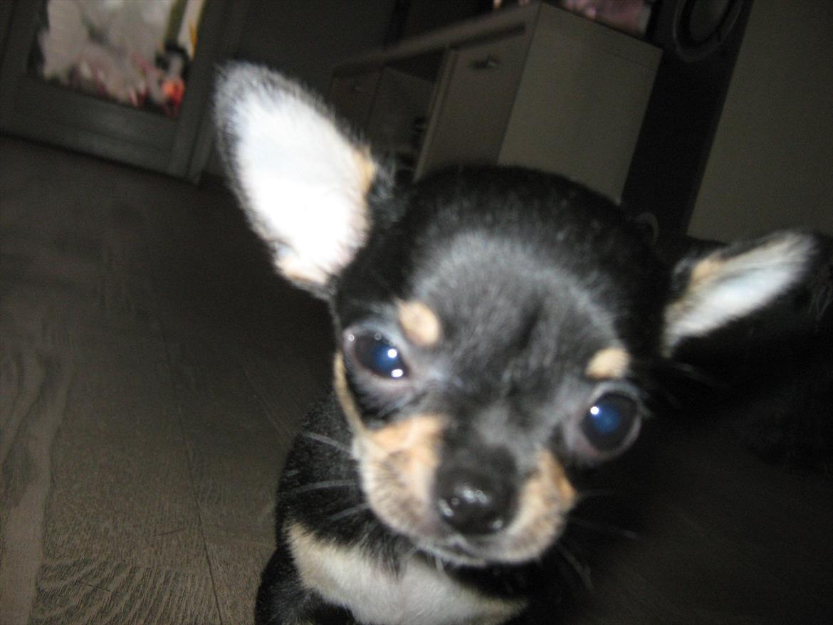 Chihuahua High Fly Liva Stardust billede 6