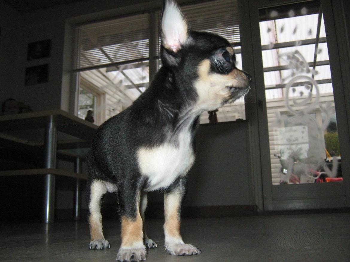 Chihuahua High Fly Liva Stardust billede 7