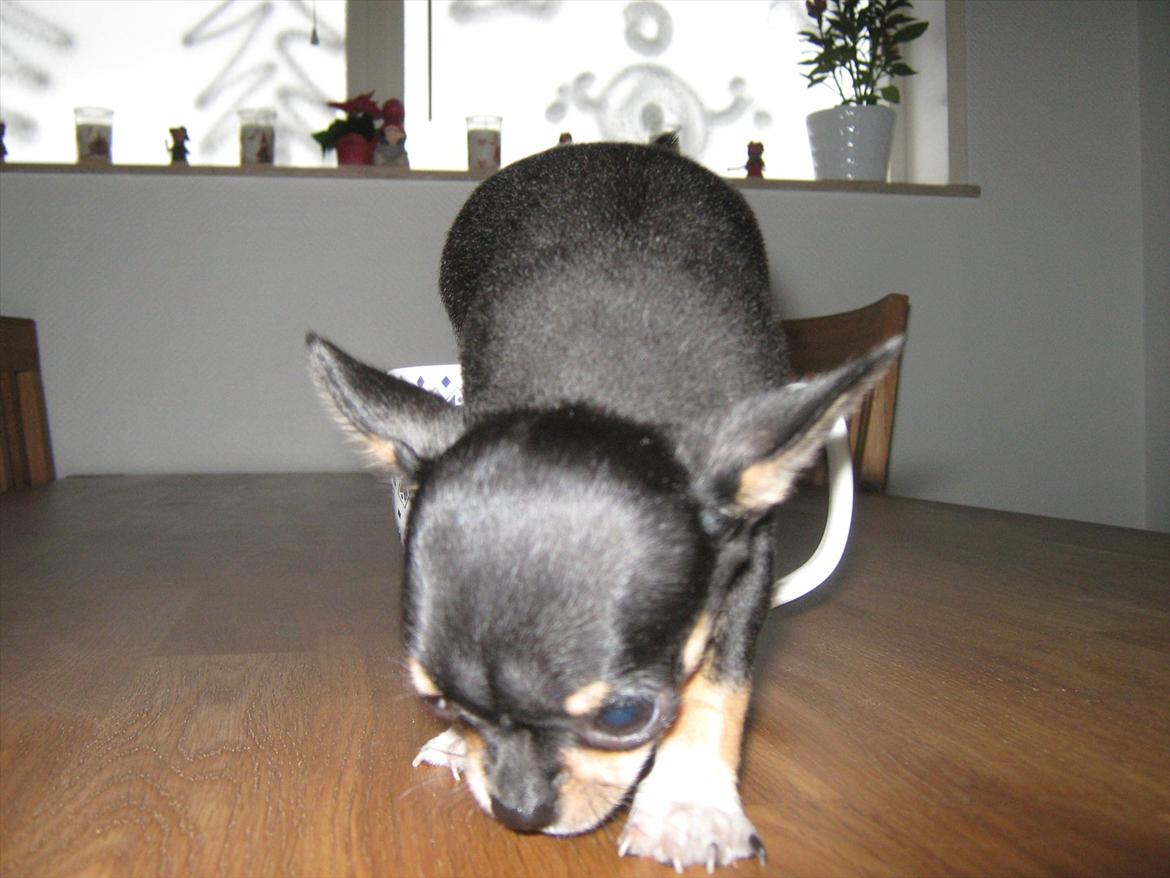 Chihuahua High Fly Liva Stardust billede 8