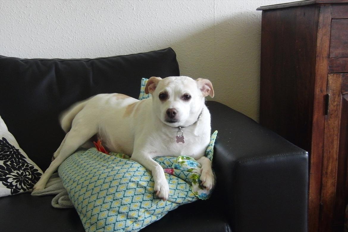 Dansk svensk gaardhund Trine AKA Fedesen - mine fædres nye sofa, som jeg ikke må være i. billede 16