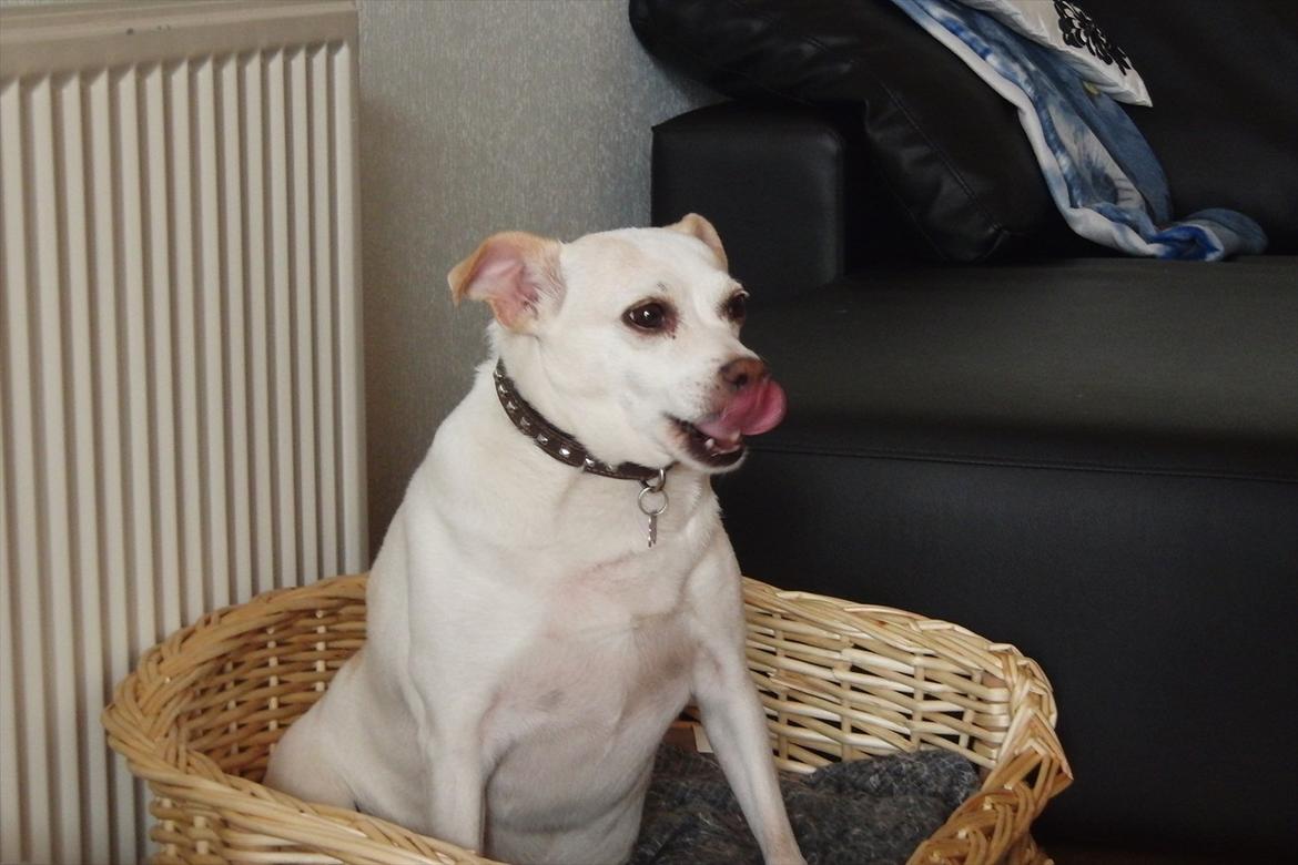 Dansk svensk gaardhund Trine AKA Fedesen - "Var der nogen, der sagde MAD"? billede 17